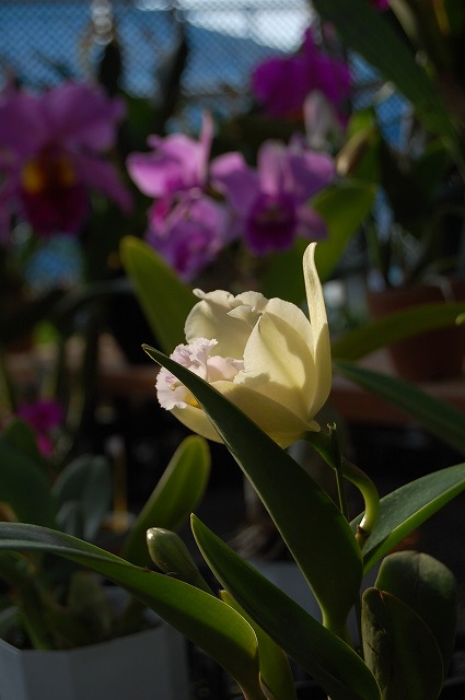 D40�ŎB�����ʐ^